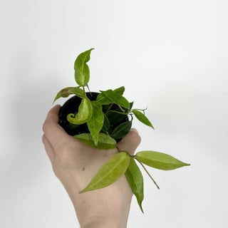 Hoya dennisii 'Frida' [#2205]