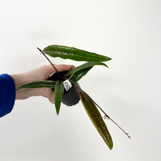 Hoya sulawesiana albo marginata [#1625]