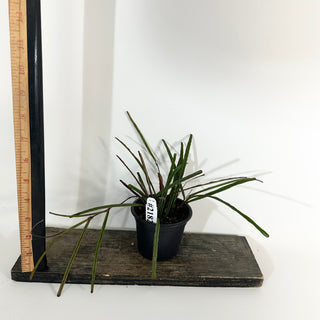 Hoya insularis [#2182]