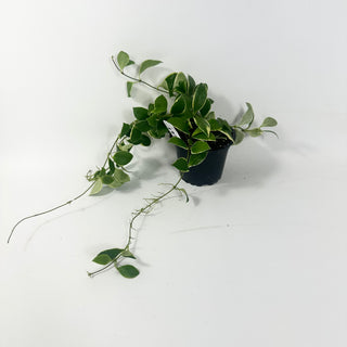 Hoya heuschkeliana albo-marginata [#1972]