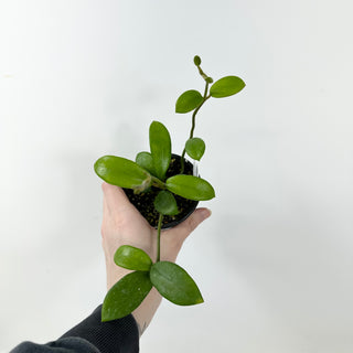 Hoya liangii [#1672]