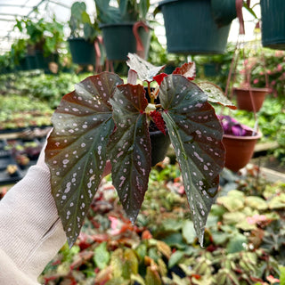 Begonia 'Dotsy'