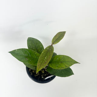 Hoya sp. Aceh Shogun [#2457]