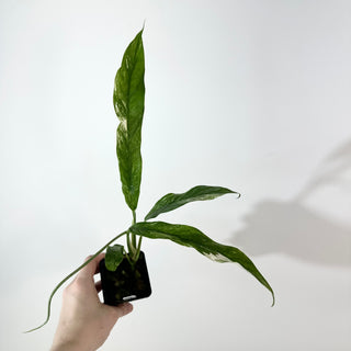 Z-5273 - Rhaphidophora megasperma variegata