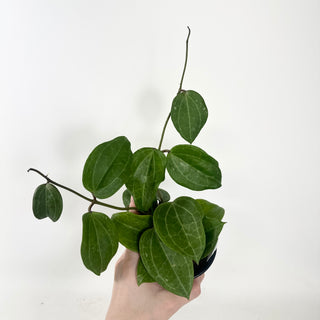 Hoya latifolia (Sarawak Cream) [#1952]