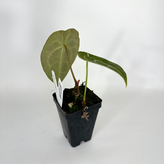 Anthurium forgetii x 'Ace of Spades' [#1204]