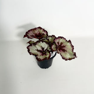 Begonia 'Sardanna' [#2152]
