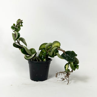 Hoya carnosa compacta 'Mauna Loa' [#2028]