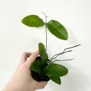 Hoya sp. Papua Skow [#1622]