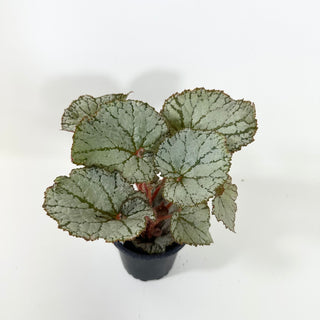 Begonia 'Desperado' [#2100]