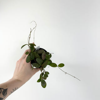 Hoya sp. GPS-7240 [#1789]