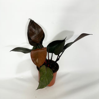 Philodendron 'Orange Princess' (Non-TC) [#1495]