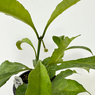 Hoya occultata "Splash" [#2403]