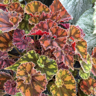 Begonia 'Autumn Twist'