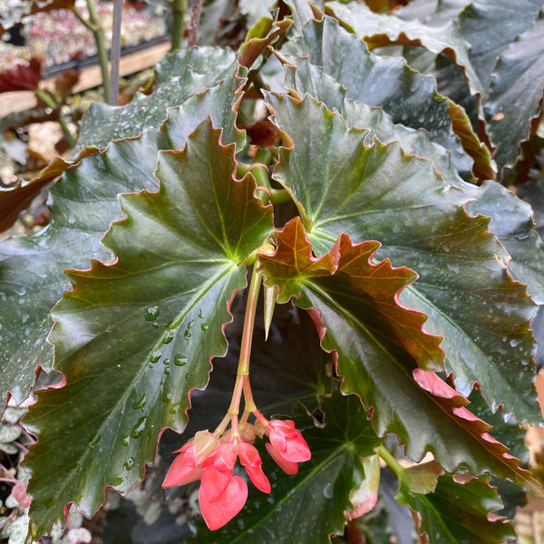 anthurium black jack Begonia 'Black Jack' – Steve's Leaves
