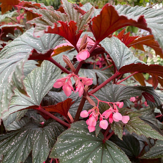 Begonia 'Bobbie Price'