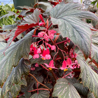 Begonia 'Bobbie Price'