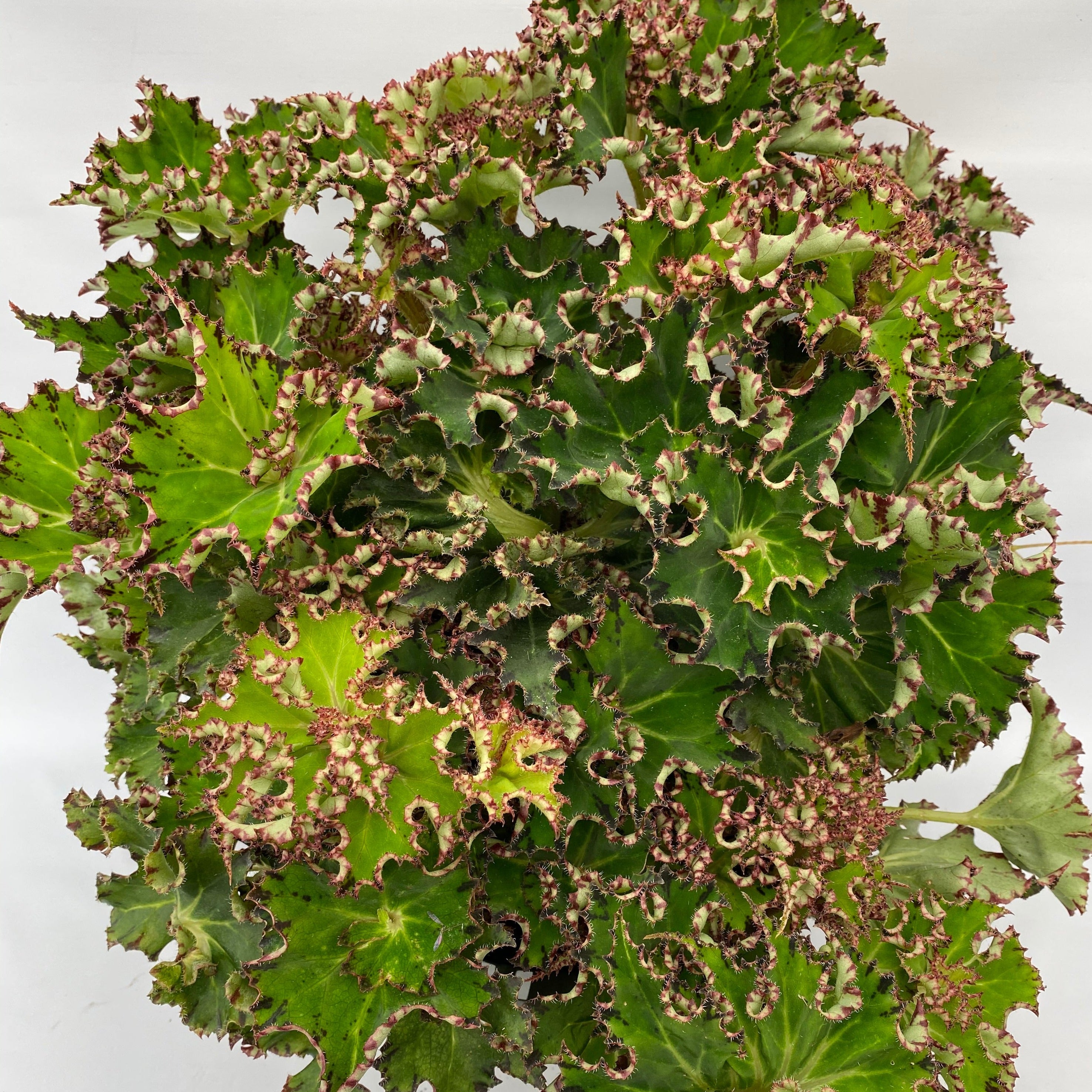 philodendron cancun Begonia 'Cancun Seafoam'