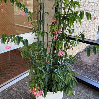 Begonia 'Comte de Miribel'