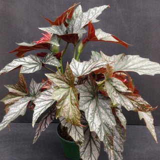 Begonia 'Dimitri'