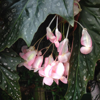 Begonia 'Dimitri'