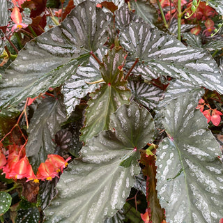 Begonia 'Down Home'