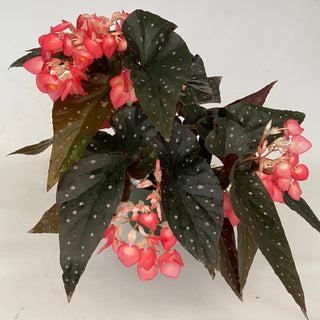 Begonia 'Harmony's Ingenue'