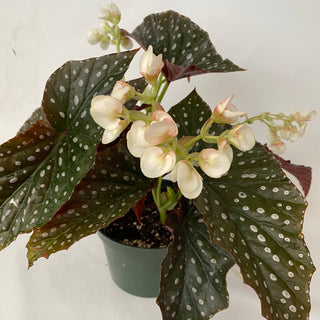 Begonia 'Harmony's Raptor'