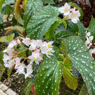 Begonia 'Harmony's Allure'