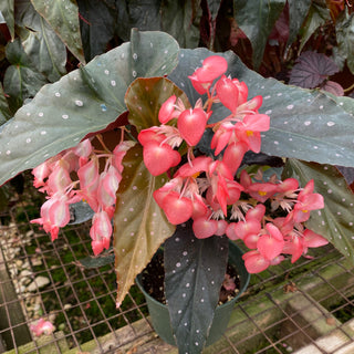 Begonia 'Harmony's Ingenue'