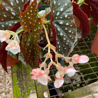 Begonia 'Harmony's Raptor'