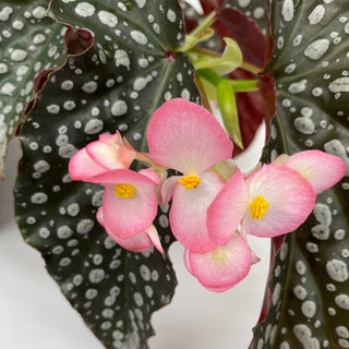 Begonia 'Harmony's White Diamonds'