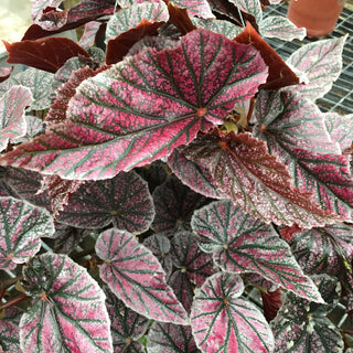 Begonia 'Maurice Amey'