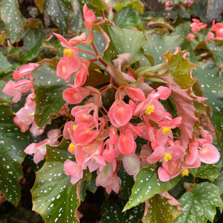 Begonia 'Mrs. Miller'