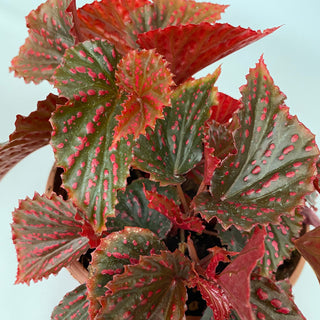 Begonia ‘RedЯum’