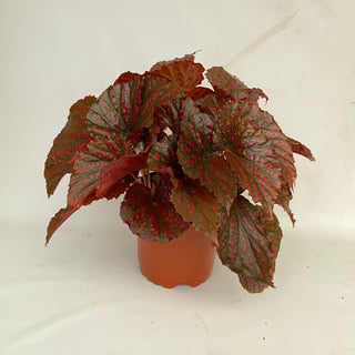 Begonia ‘RedЯum’