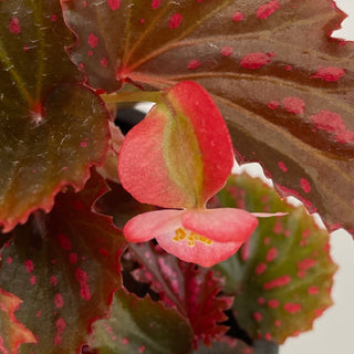 Begonia ‘RedЯum’