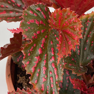 Begonia ‘RedЯum’