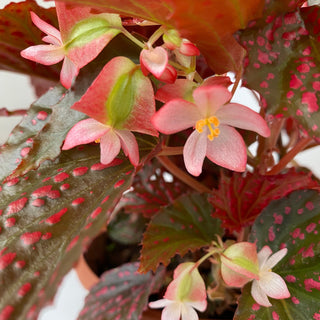 Begonia ‘RedЯum’