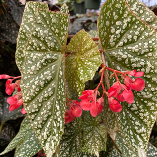 Begonia 'Snow Capped'