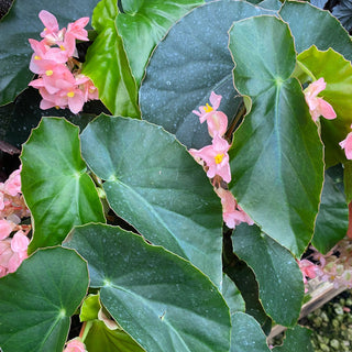 Begonia 'Sweet Rosie O'Grady'