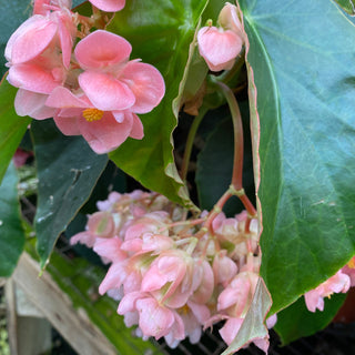 Begonia 'Sweet Rosie O'Grady'