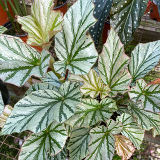 Begonia 'Teen Angel'