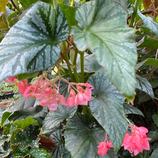 Begonia 'Teen Angel'