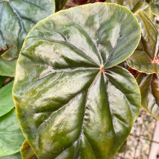 Begonia 'Thurstonii'