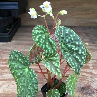 Begonia U641