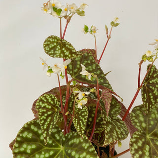 Begonia U641