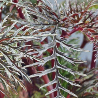 Begonia bipinnatifida