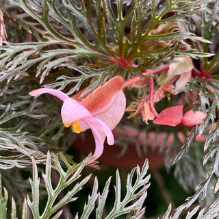 Begonia bipinnatifida