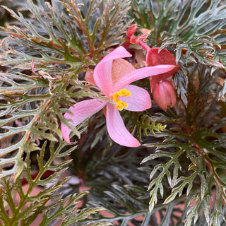 Begonia bipinnatifida